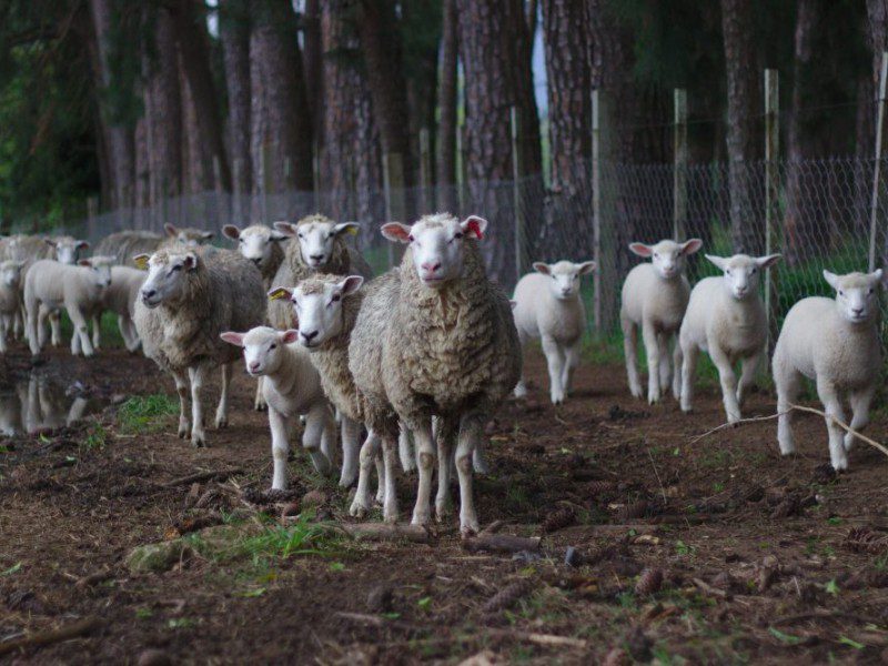 Sheep