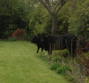 Garden cows