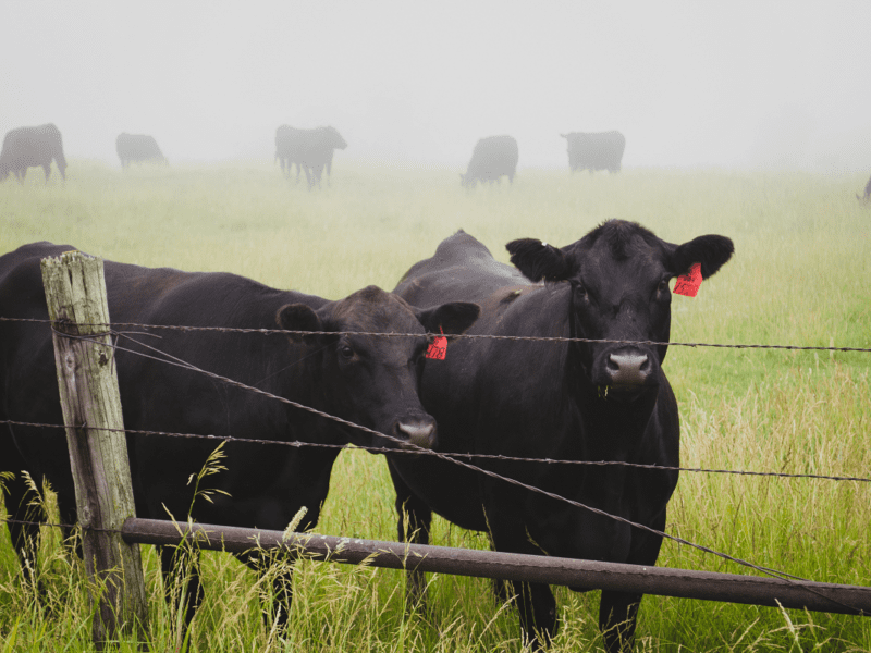 Cows