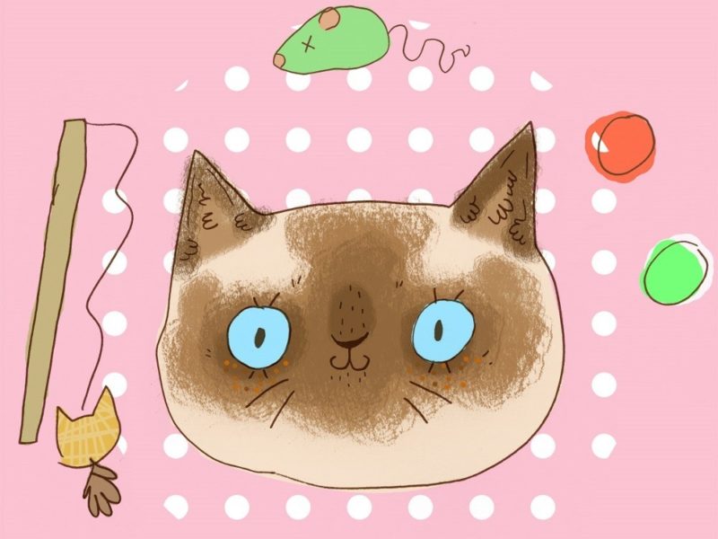 Ragdoll Cat