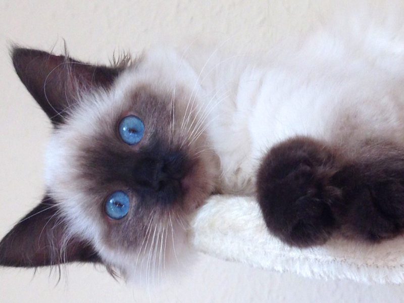 Cat Breeding