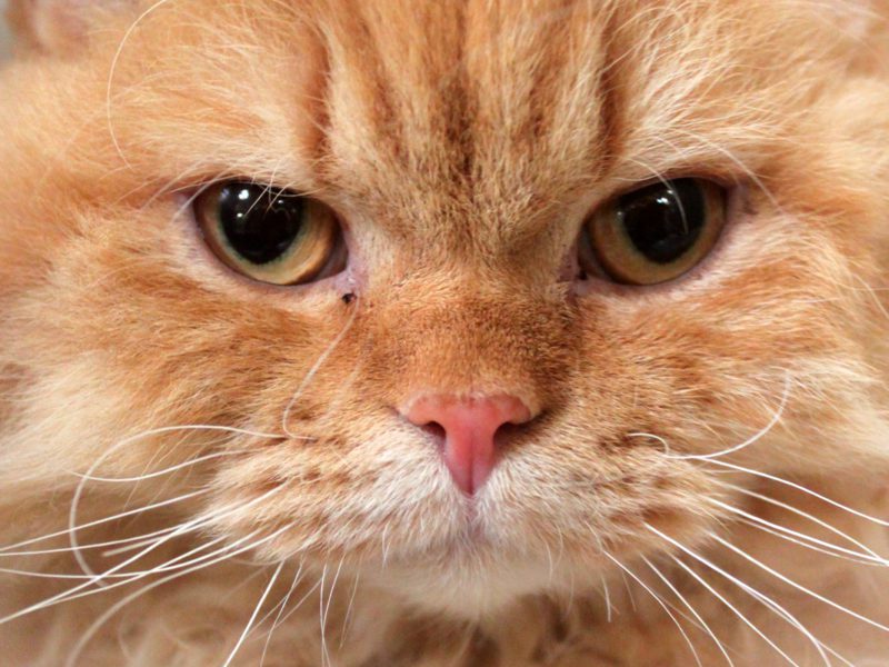 Cat Flea Treatment