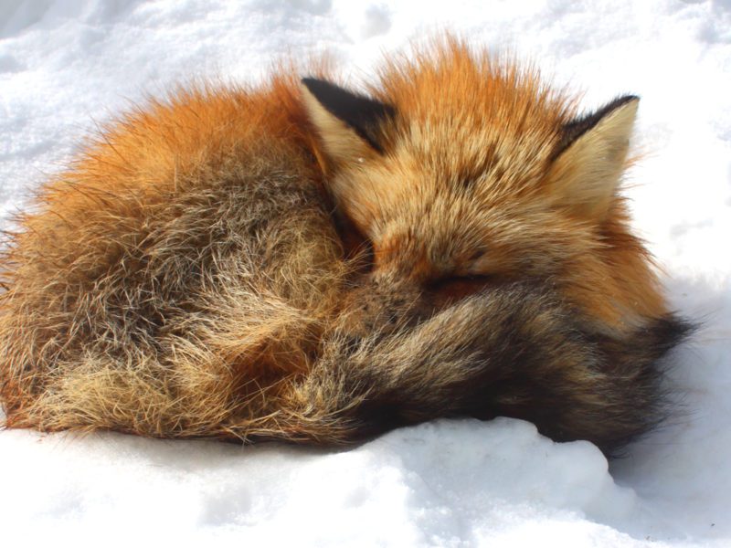 Fox Village