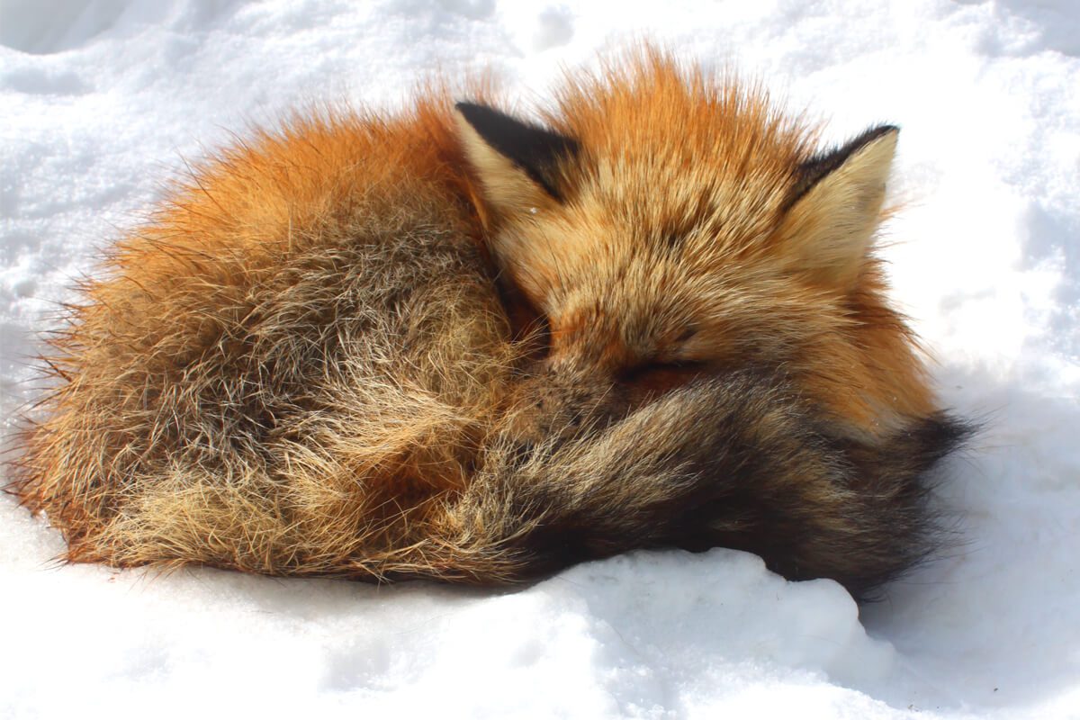 fox village japan