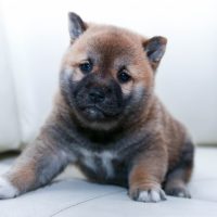 Dog Breeds That Are Mouthy Dog Breeds That Are Mouthy