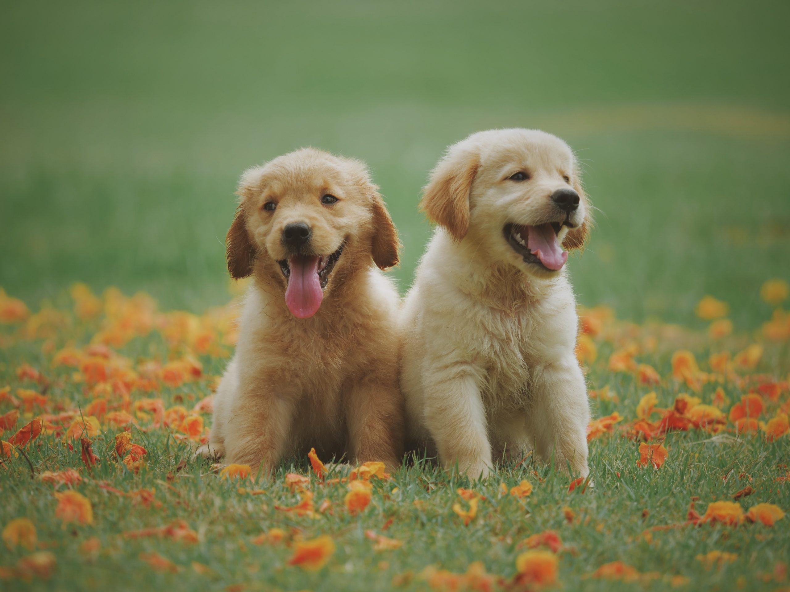 how much exercise should a golden retriever puppy get